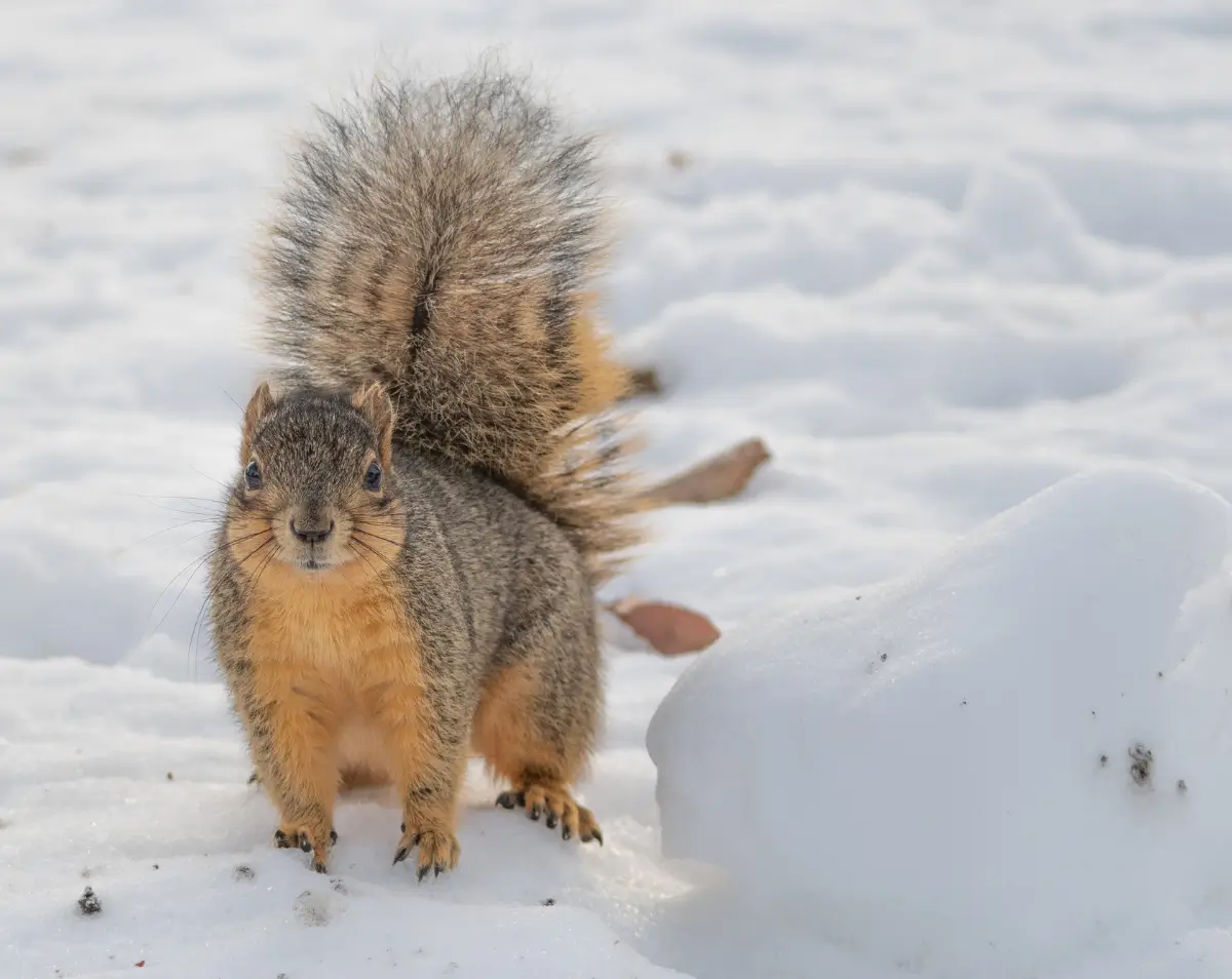 Зооландшафтный парк «Диприз»